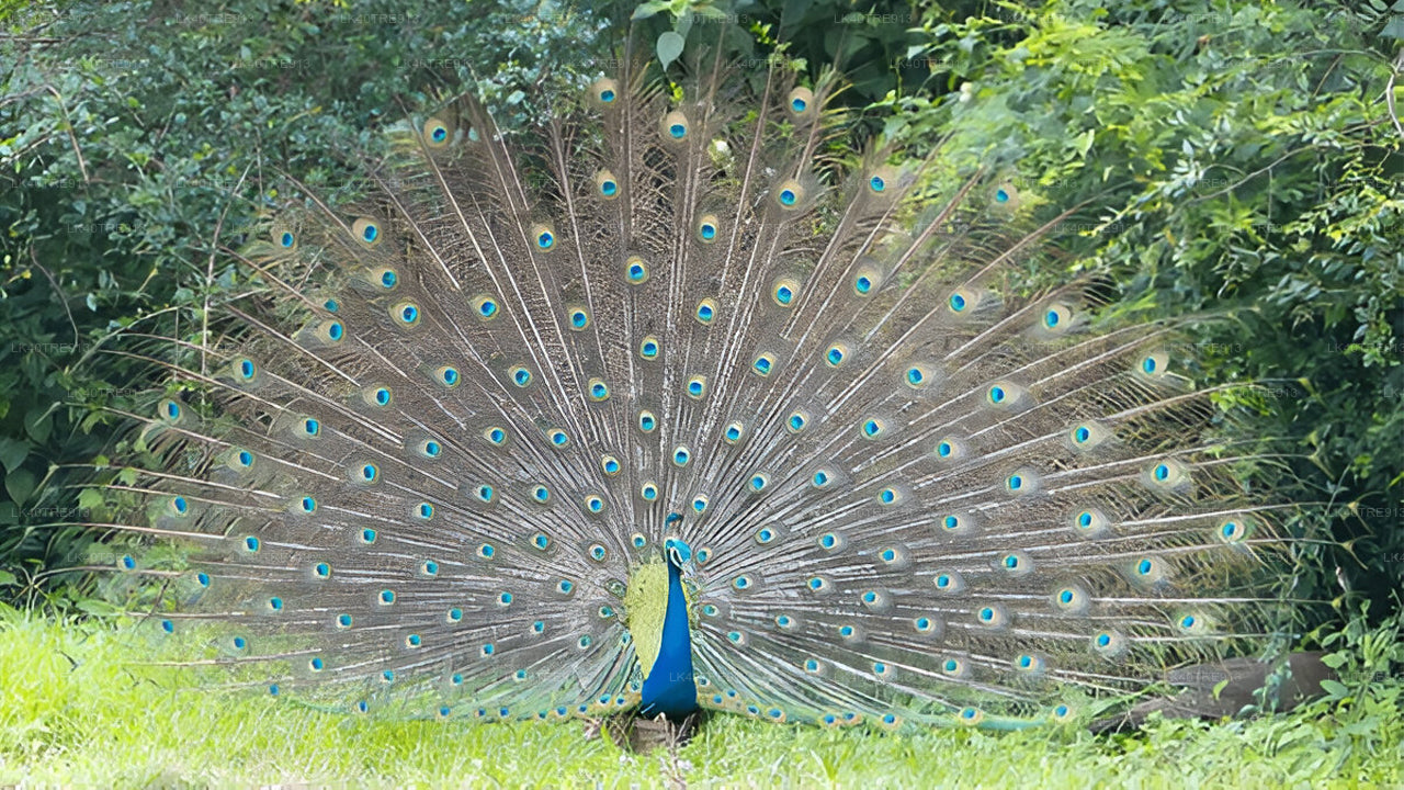Privétour van Sigiriya naar Kandy met Wasgamuwa Safari