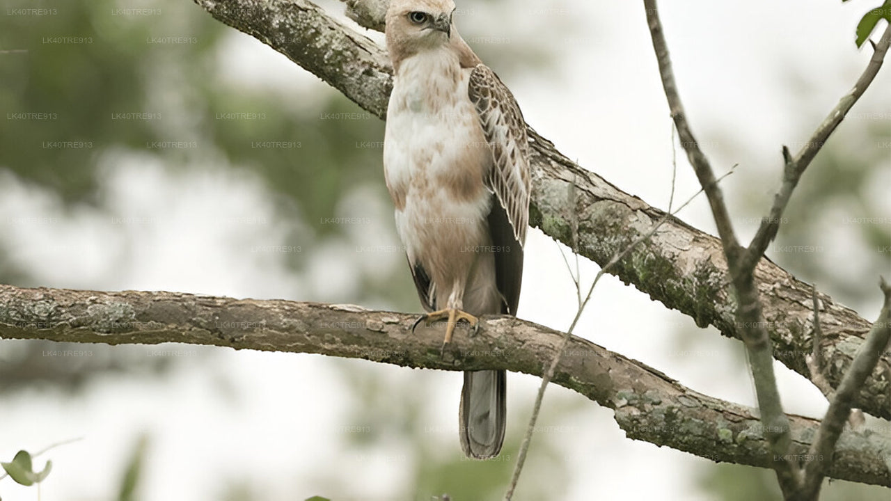 Privétour van Sigiriya naar Kandy met Wasgamuwa Safari