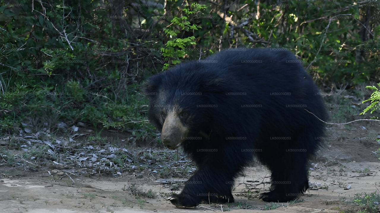 Privétour van Hiriketiya naar Ella met Yala Safari