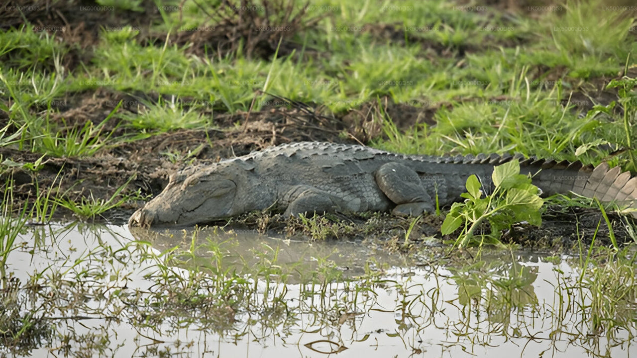 Privétour van Hiriketiya naar Ella met Yala Safari
