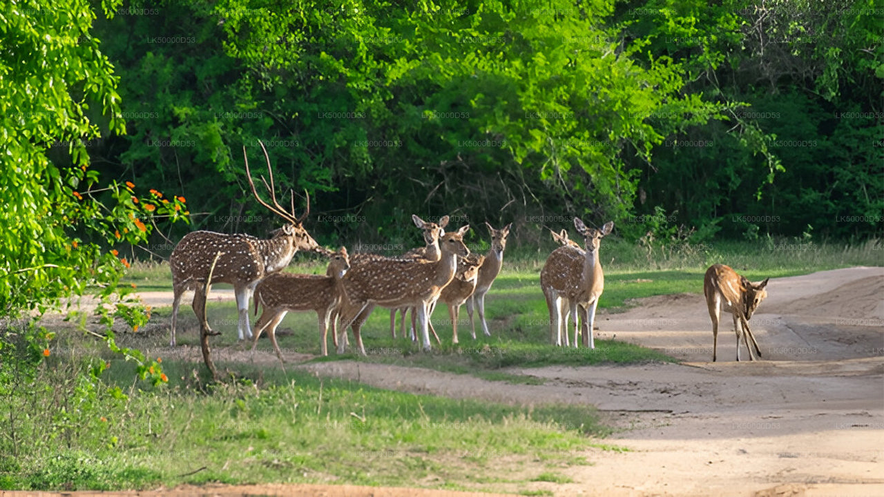 Privétour van Hiriketiya naar Ella met Yala Safari