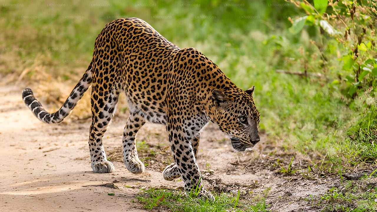 Privétour van Hiriketiya naar Ella met Yala Safari