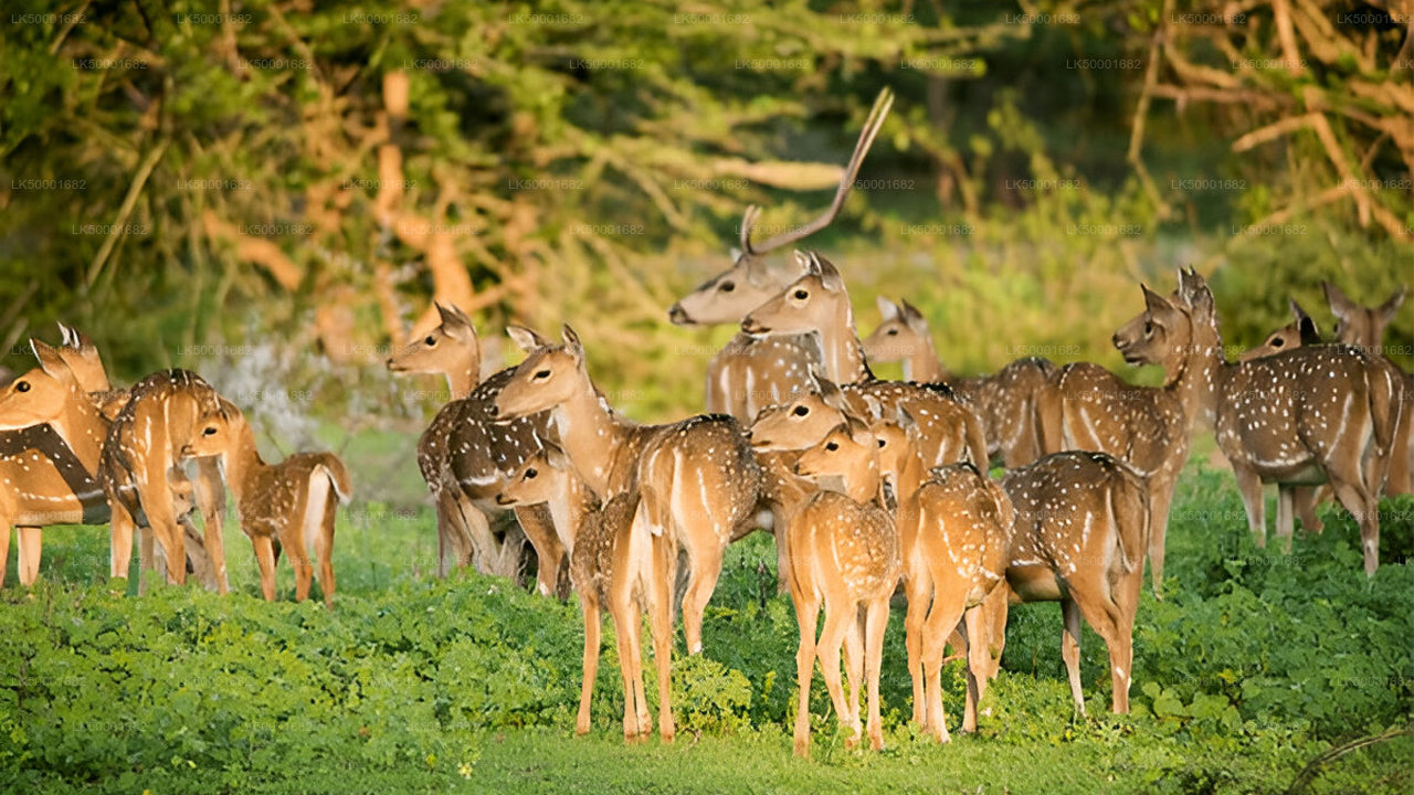 Toegangskaartje voor Nationaal Park Yala