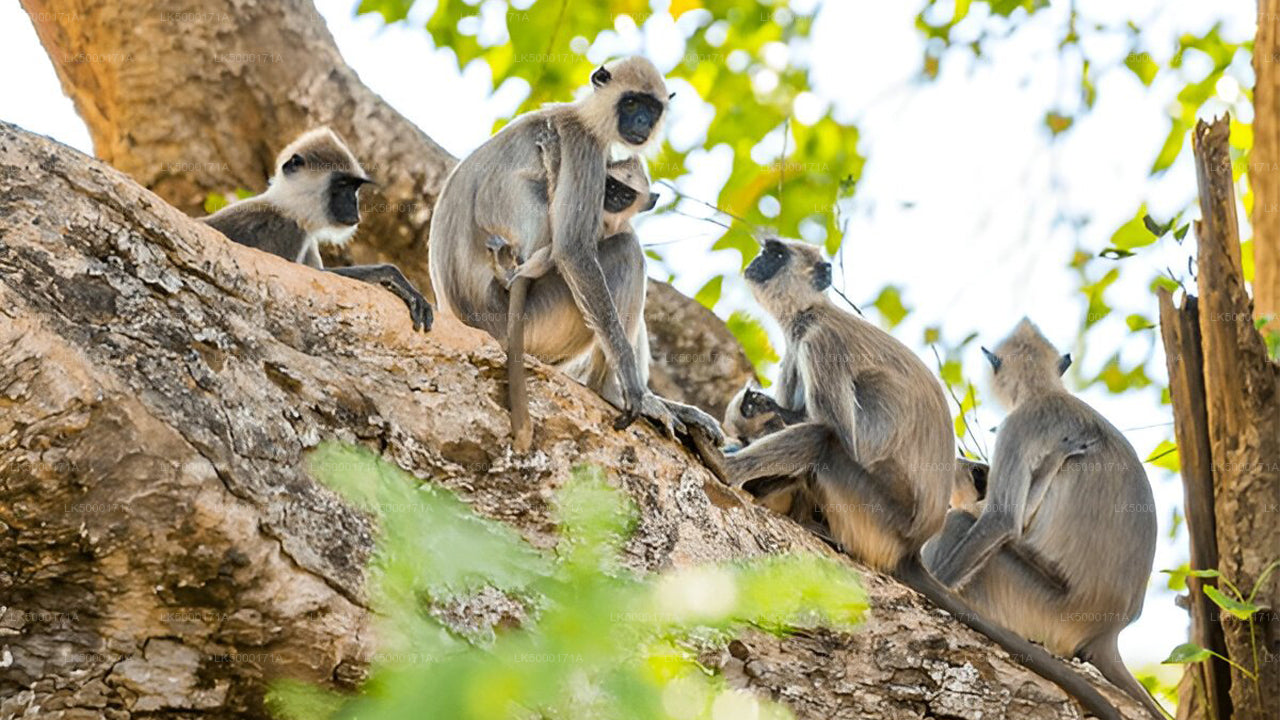Privésafari in het nationale park Udawalawe
