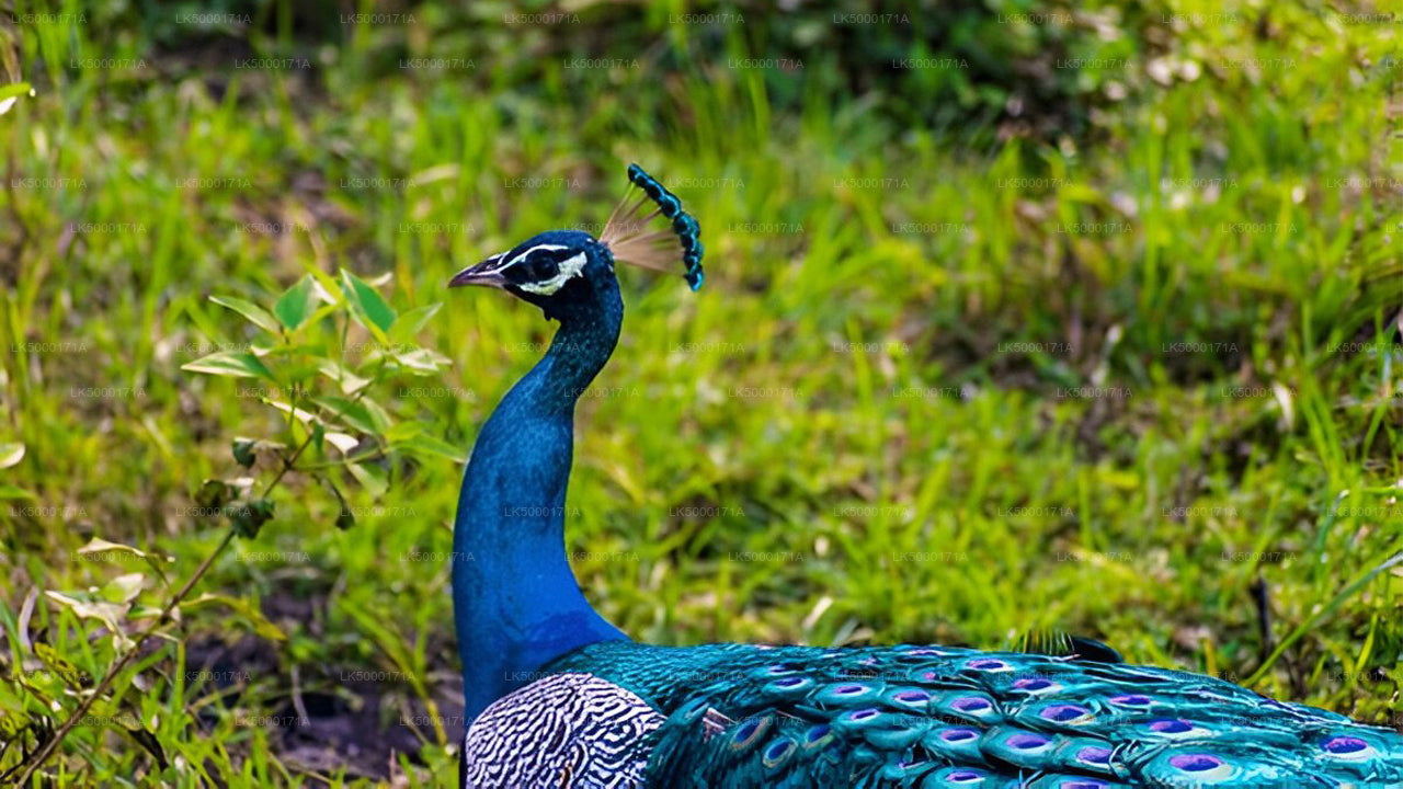 Privésafari in het nationale park Udawalawe