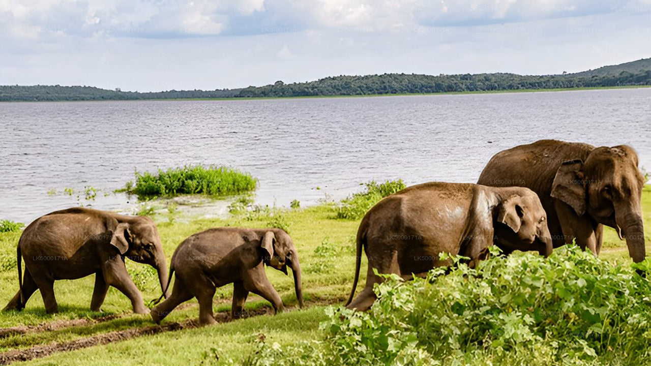 Entreeticket voor het Udawalawe National Park