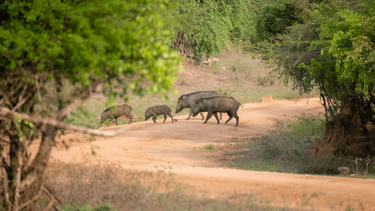 Private Tour from Ella to Unawatuna with Yala Safari