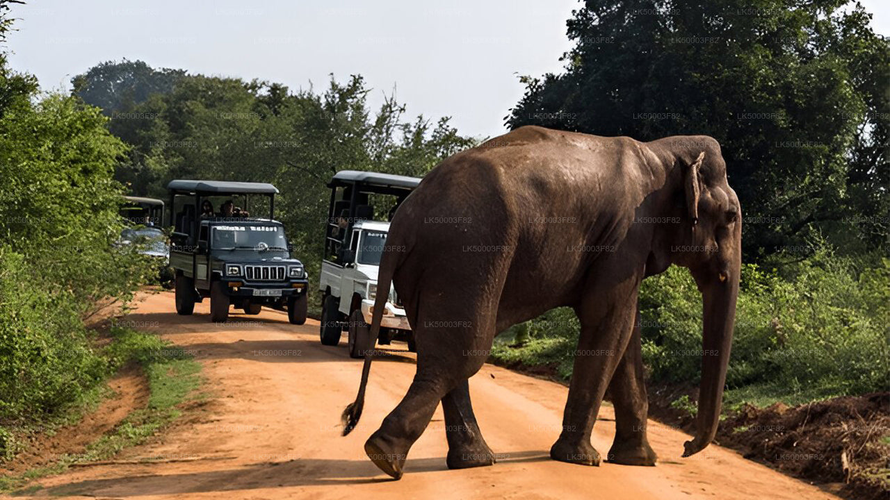 Private Tour from Tangalle to Ella with Udawalawe Safari