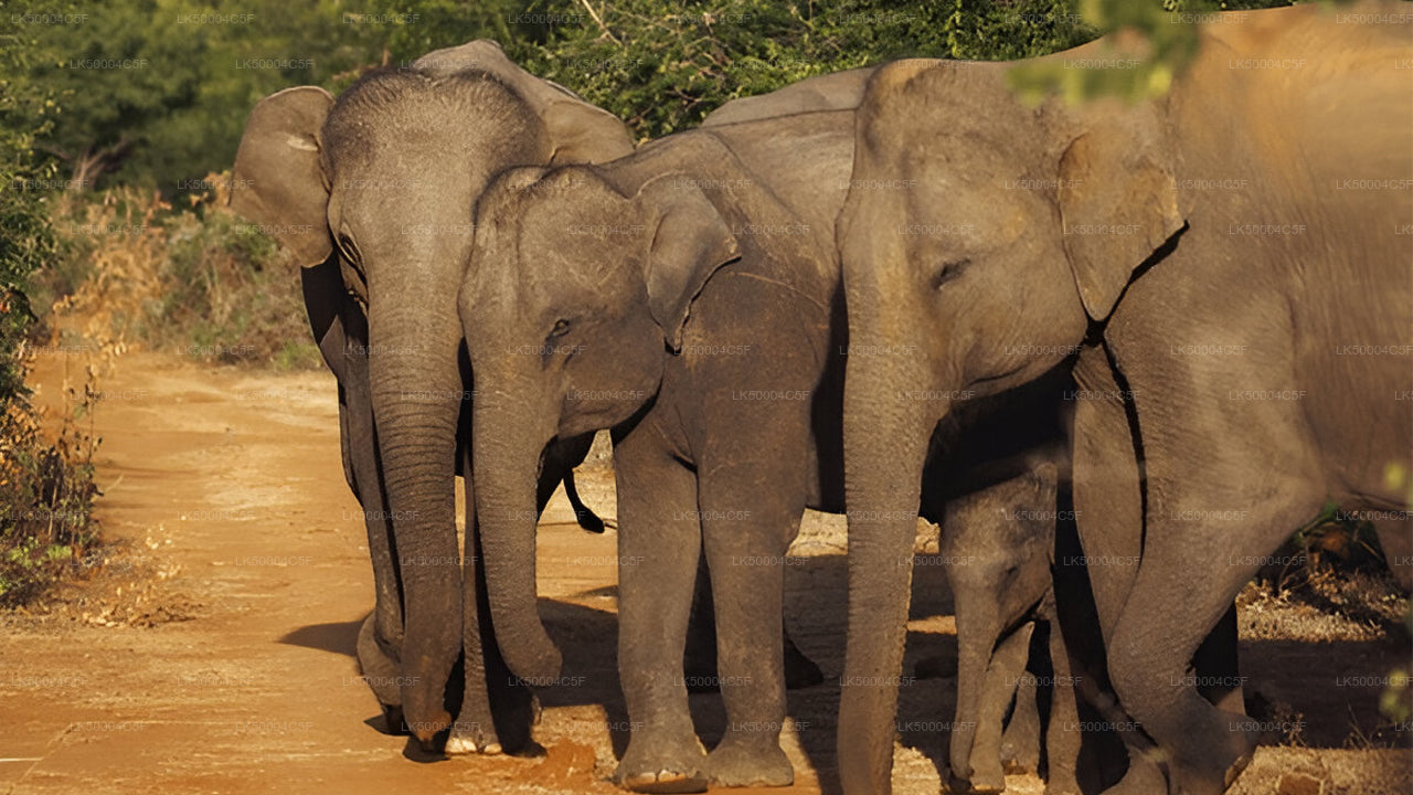 Privétour van Ella naar Weligama met Udawalawe Safari