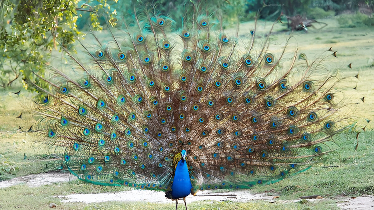 Privétour van Ella naar Weligama met Udawalawe Safari