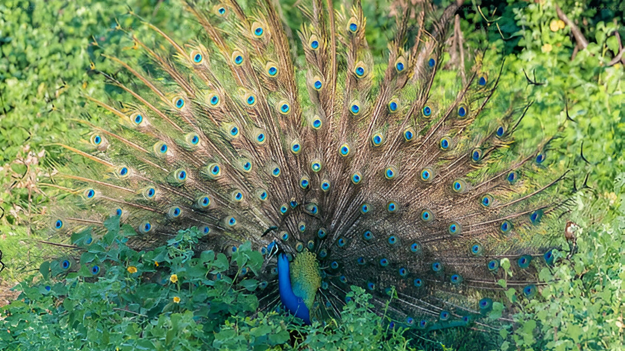 Privétour van Ella naar Weligama met Udawalawe Safari