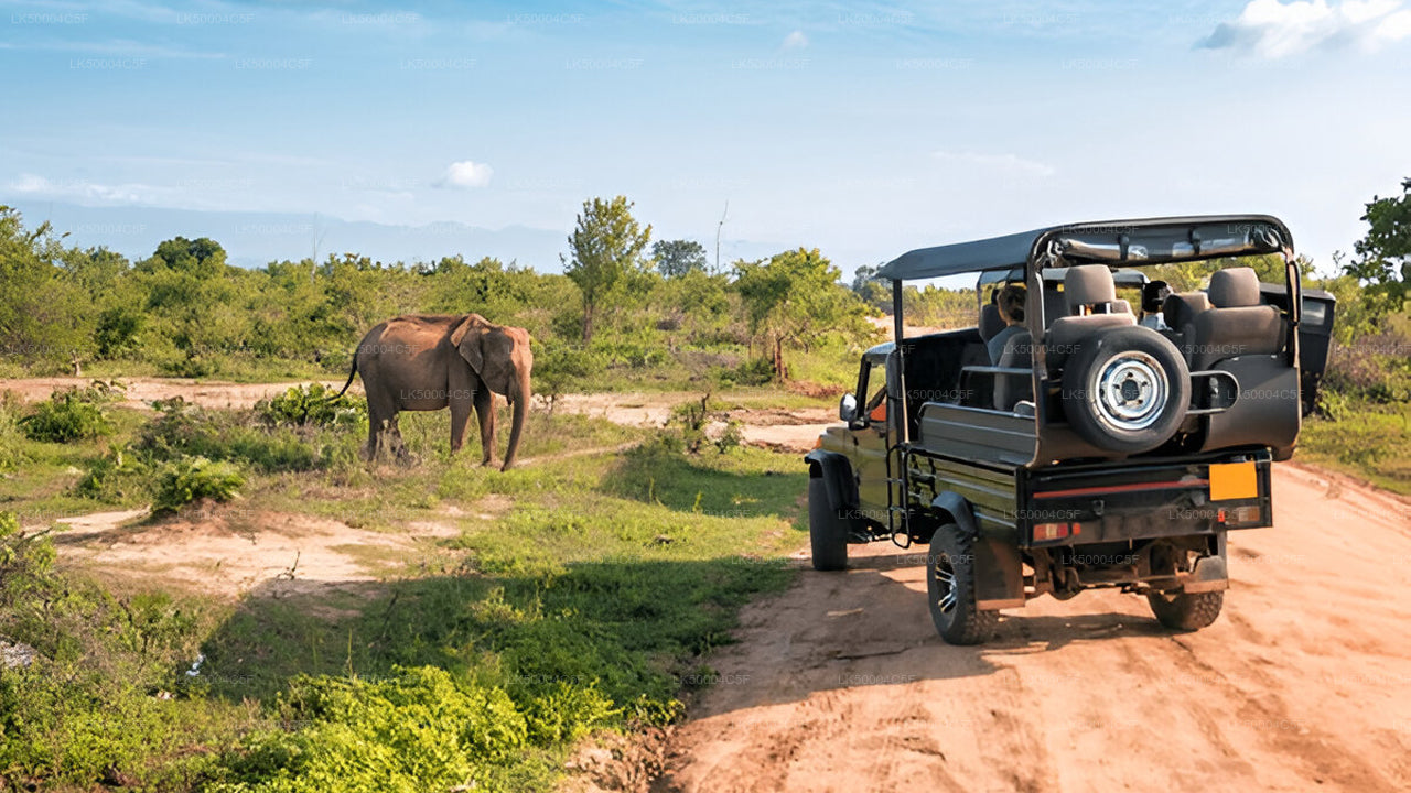 Privétour van Ella naar Weligama met Udawalawe Safari