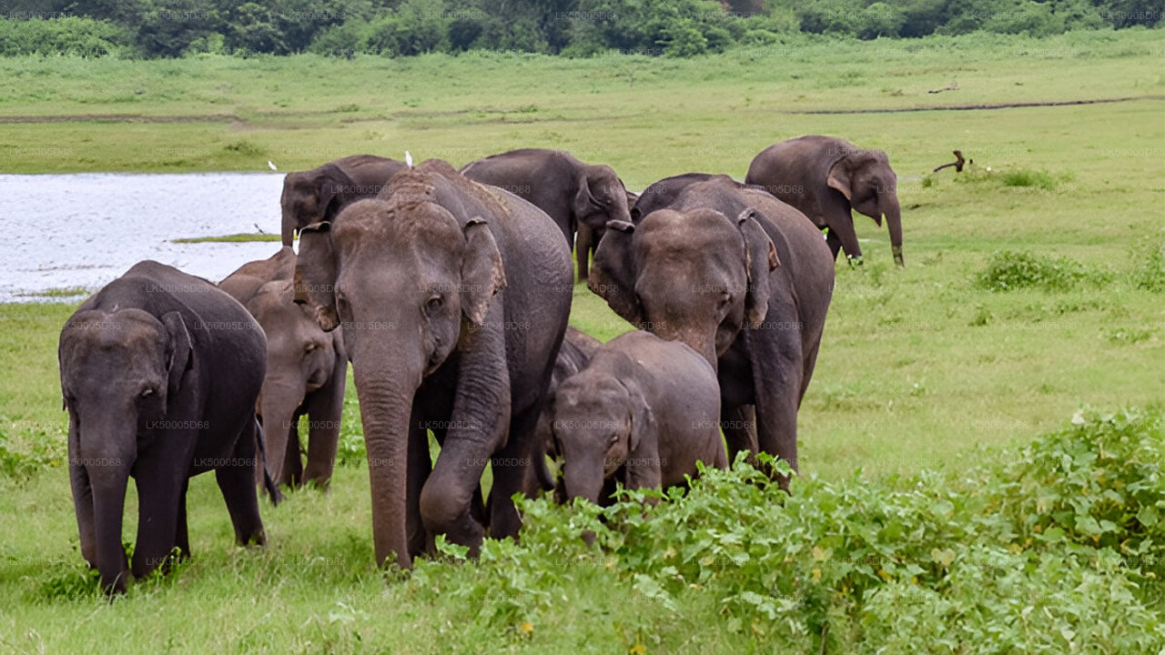 Privétour van Hiriketiya naar Ella met Udawalawe Safari