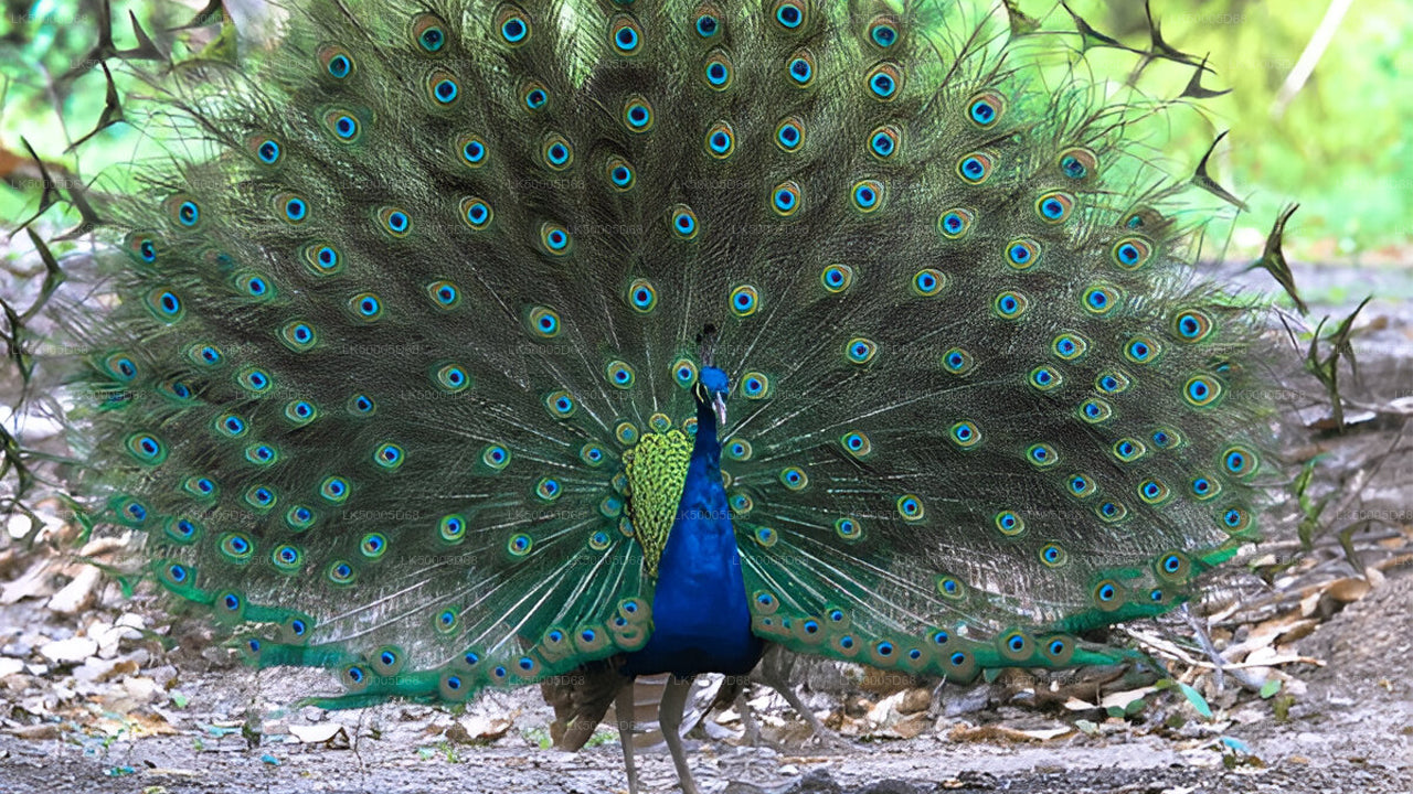 Privétour van Hiriketiya naar Ella met Udawalawe Safari