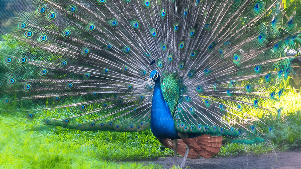 Privétour van Hiriketiya naar Ella met Udawalawe Safari