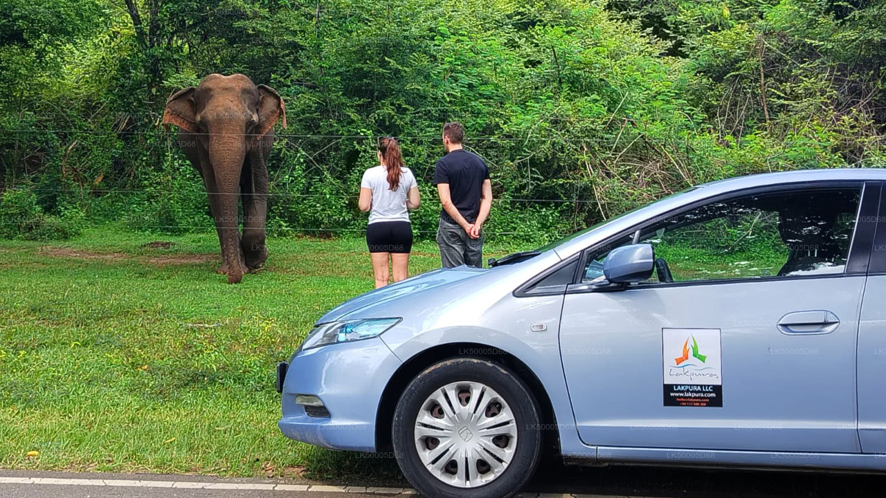 Privétour van Hiriketiya naar Ella met Udawalawe Safari