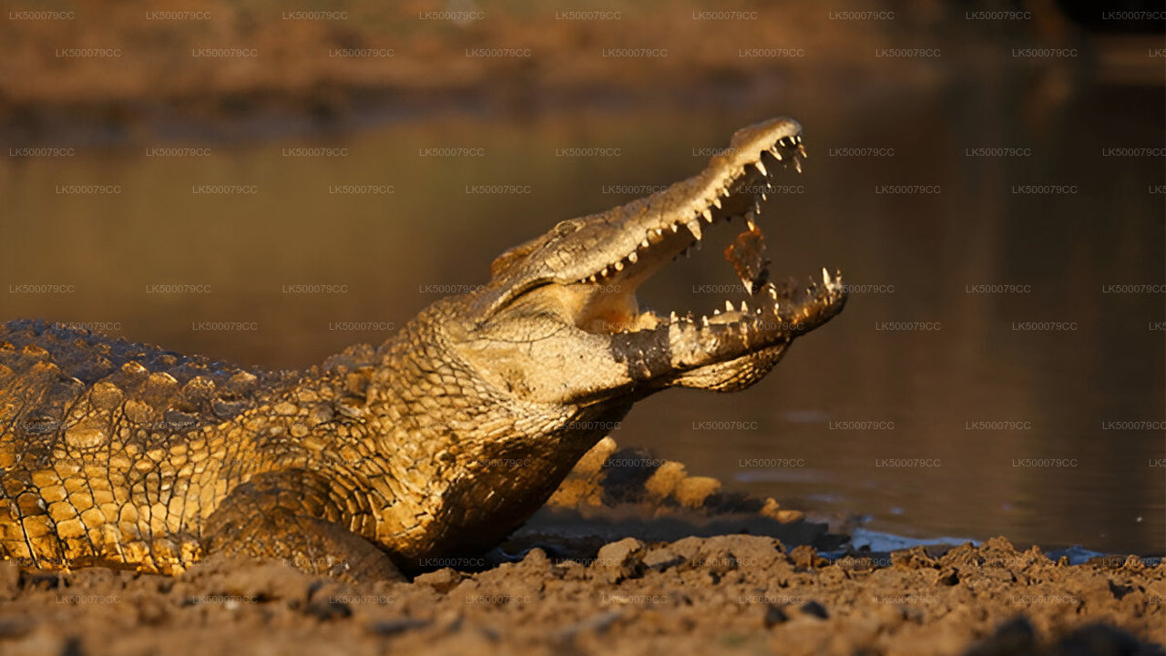 Privétour van Ella naar Tangalle met Yala Safari