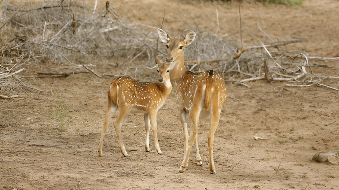 Privétour van Ella naar Tangalle met Yala Safari