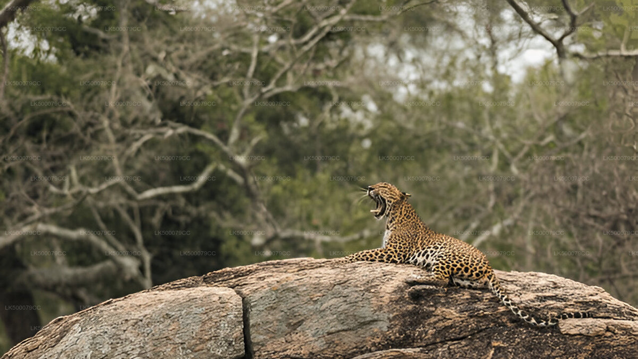 Privétour van Ella naar Tangalle met Yala Safari