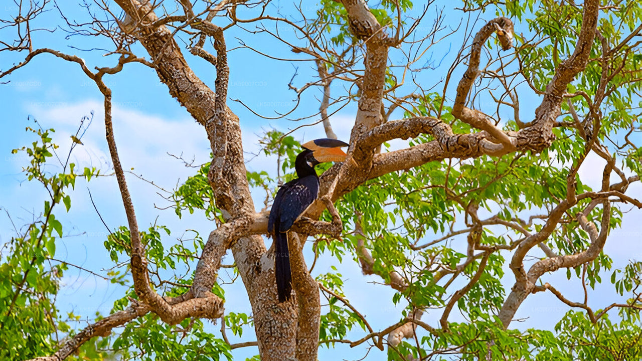 Private Tour from Tangalle to Ella with Yala Safari