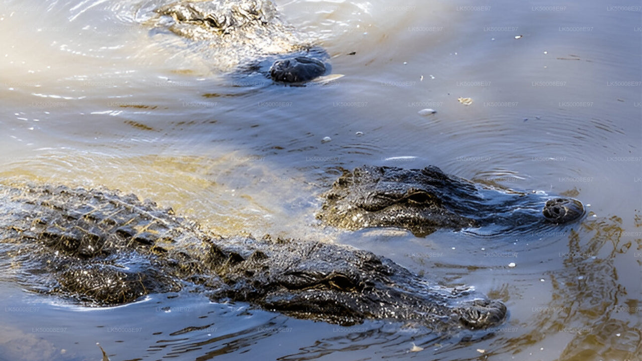 Safari in het nationale park Udawalawe vanuit Mirissa