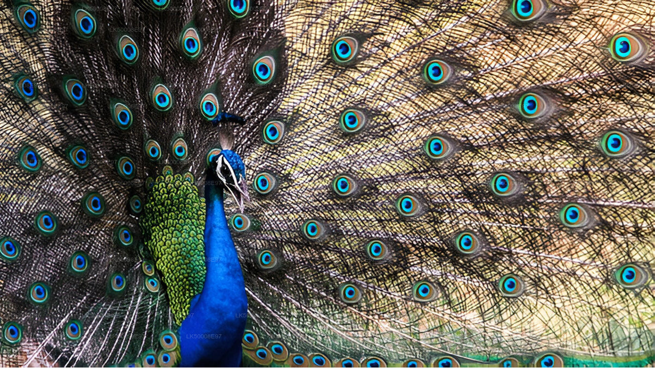 Safari in het nationale park Udawalawe vanuit Mirissa