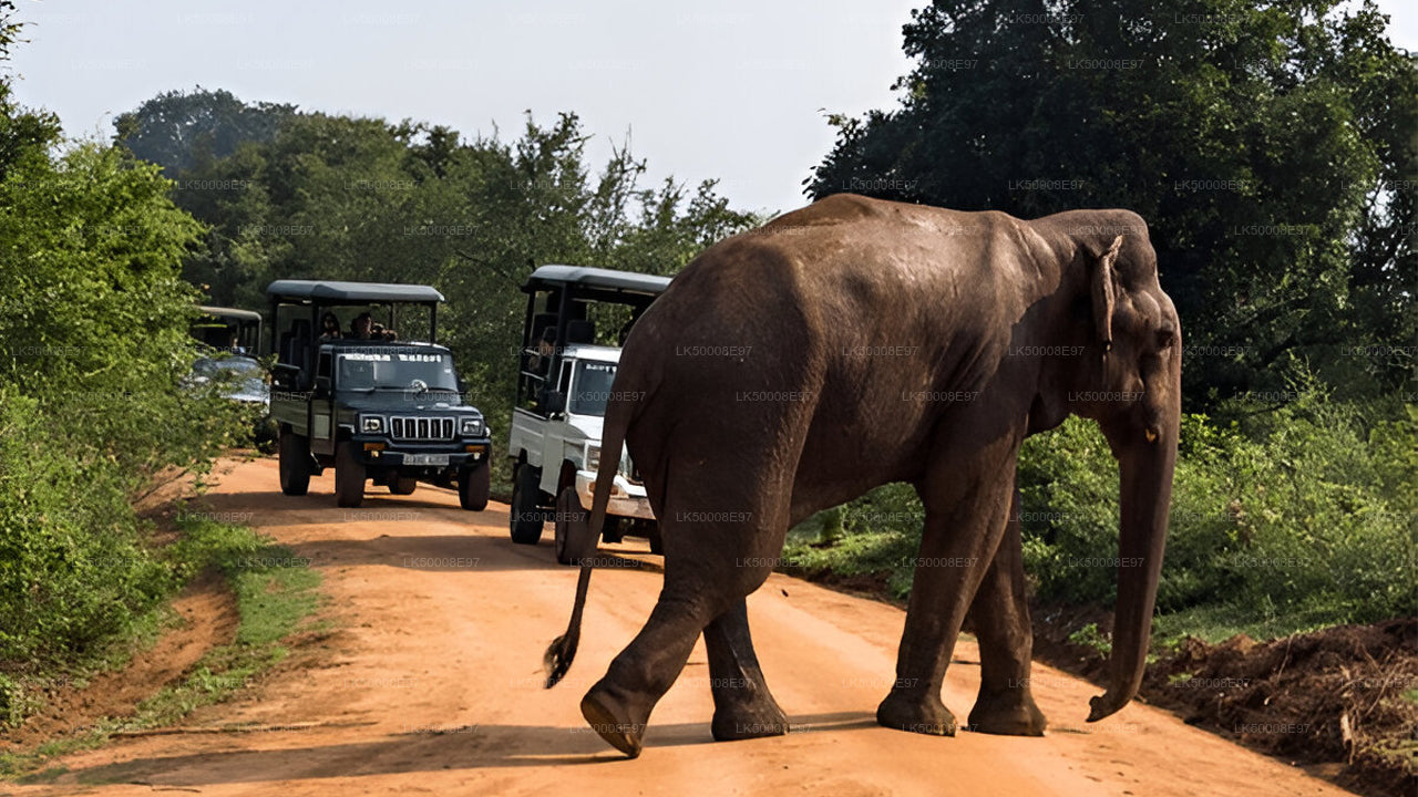 Safari in het nationale park Udawalawe vanuit Mirissa