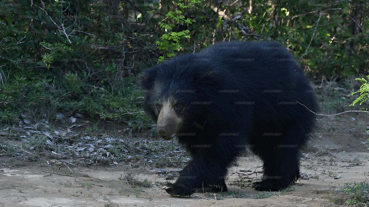 Privétour van Weligama naar Ella met Yala Safari