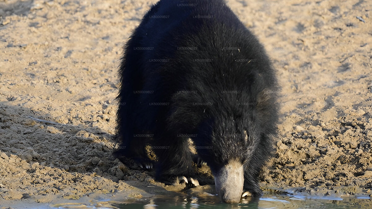 Privétour van Weligama naar Ella met Yala Safari
