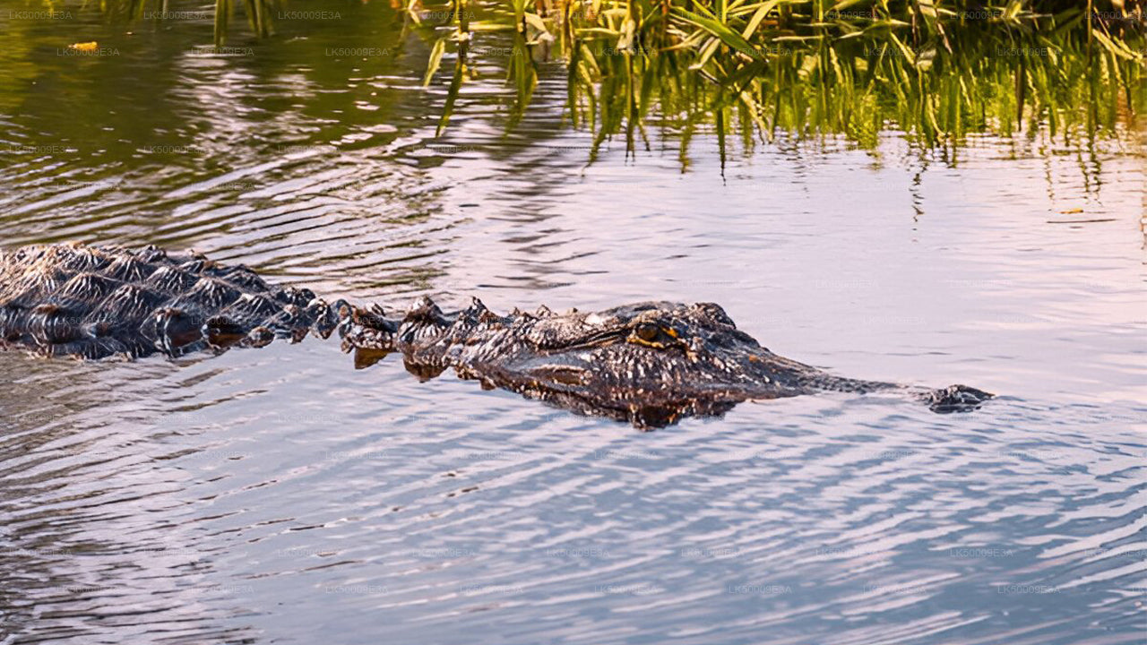 Private Tour from Unawatuna to Ella with Udawalawe Safari