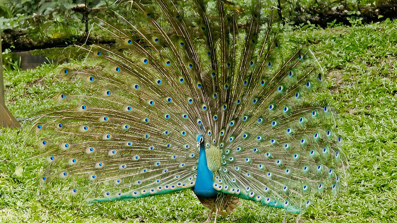 Private Tour from Unawatuna to Ella with Udawalawe Safari