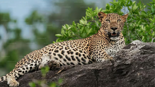 Privésafari in het Wilpattu National Park