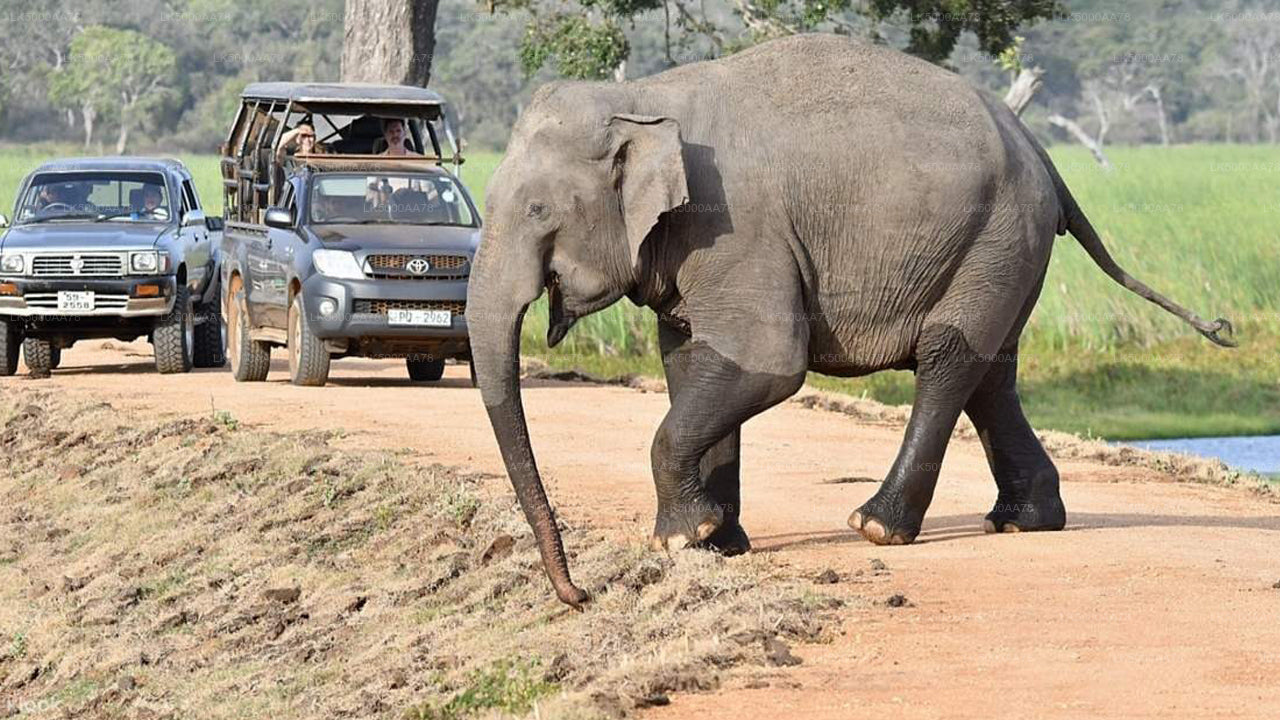 Privésafari in het Wilpattu National Park