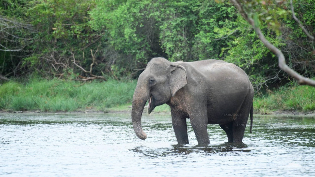 Privésafari in het Wilpattu National Park