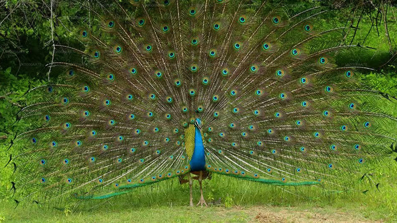 Privésafari in het Wilpattu National Park