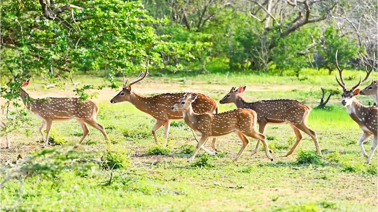 Privésafari in het Wilpattu National Park
