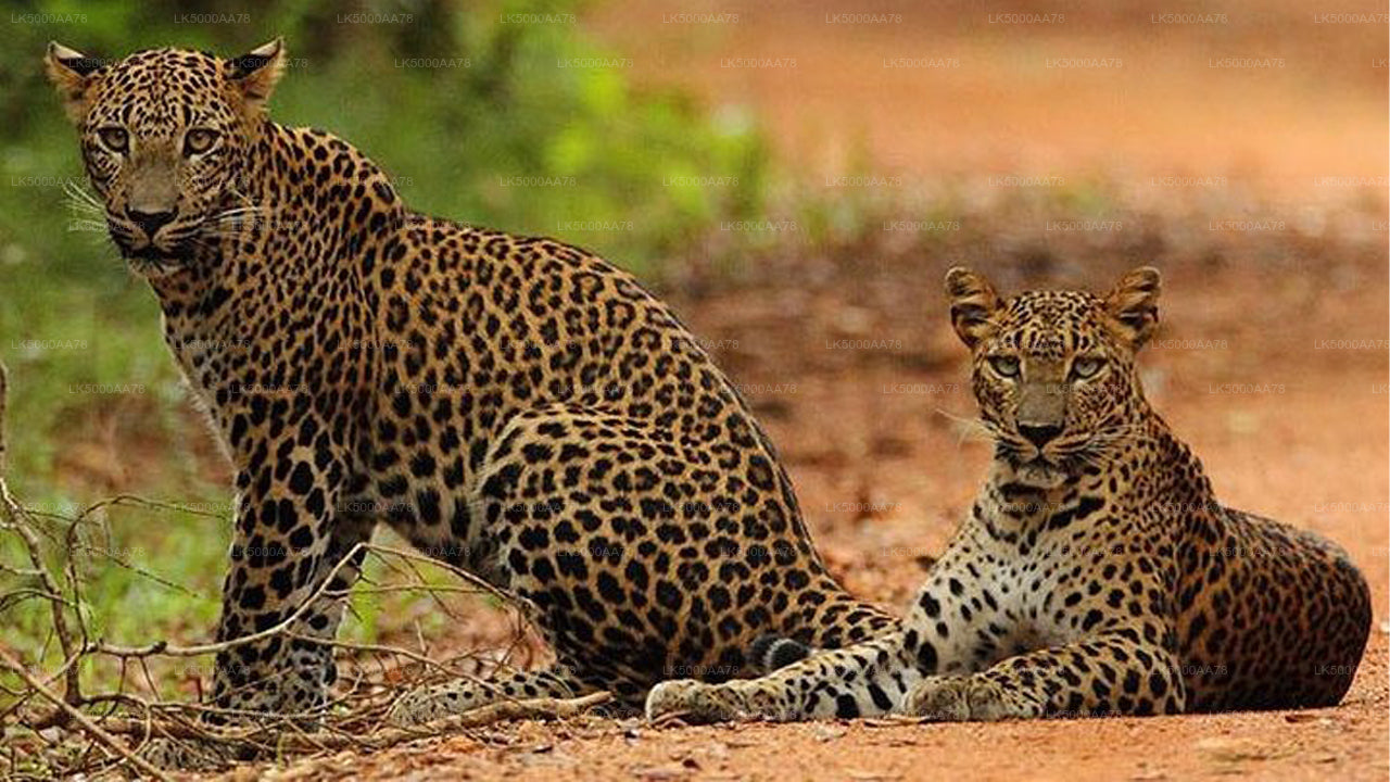 Privésafari in het Wilpattu National Park