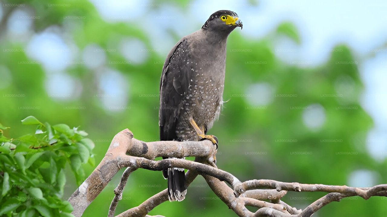 Privétour van Galle naar Ella met Yala Safari