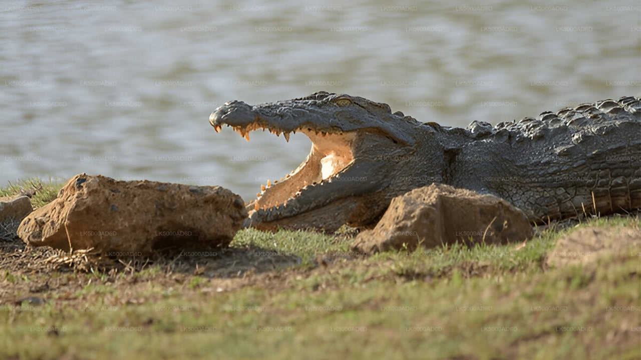 Privétour van Galle naar Ella met Yala Safari