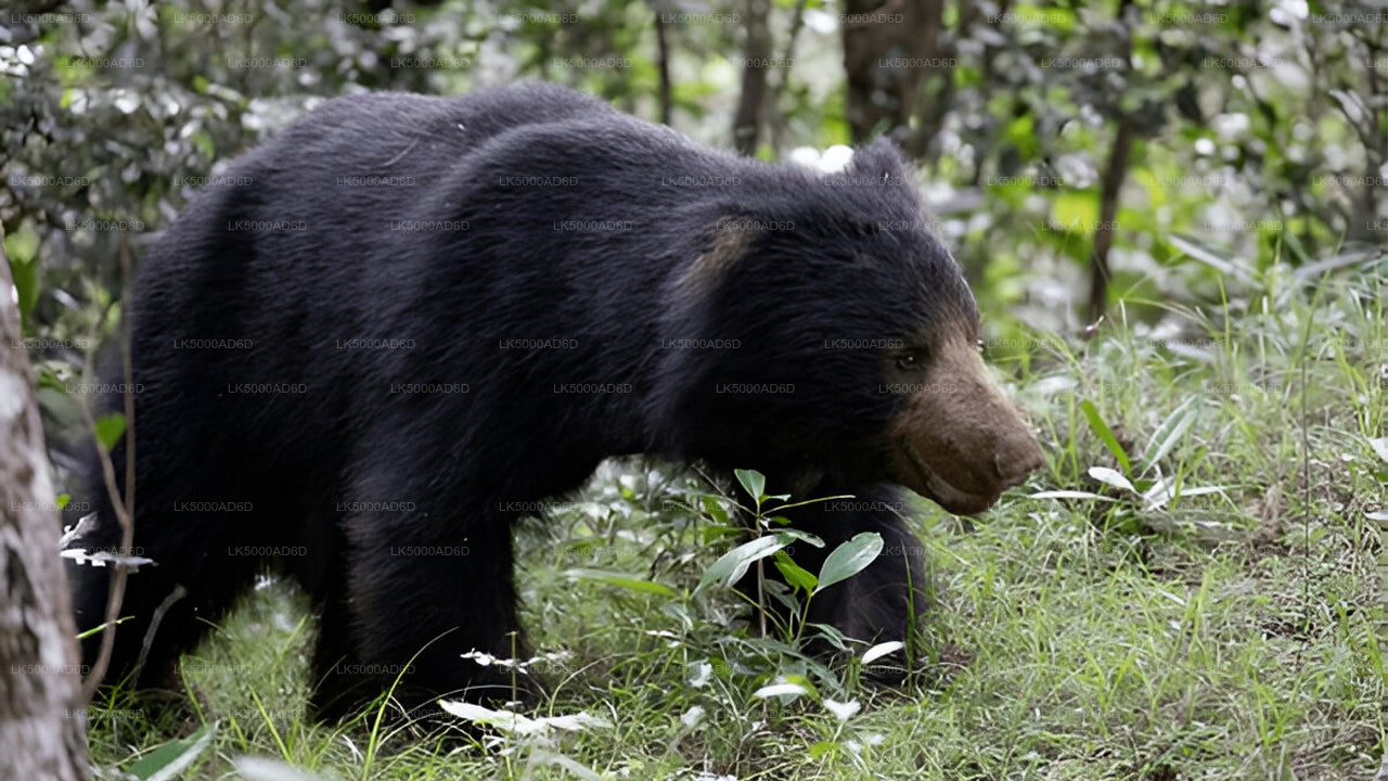 Privétour van Galle naar Ella met Yala Safari