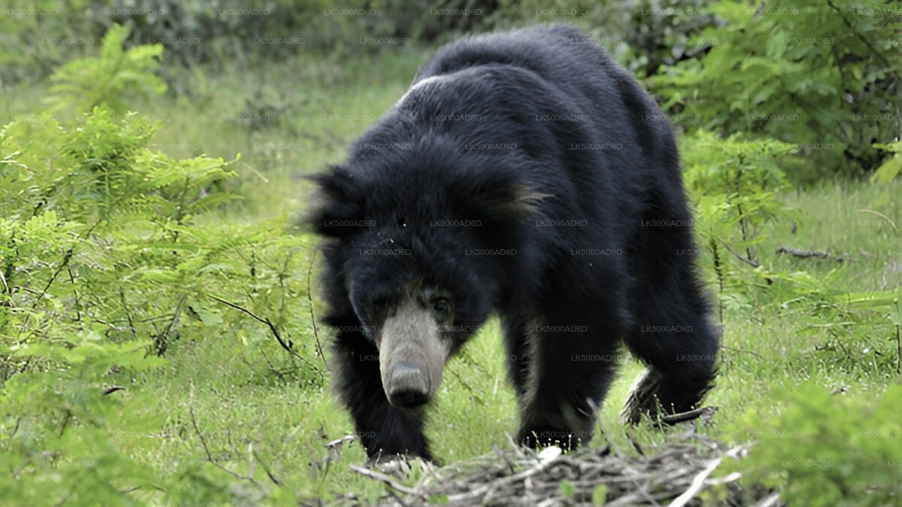 Privétour van Galle naar Ella met Yala Safari