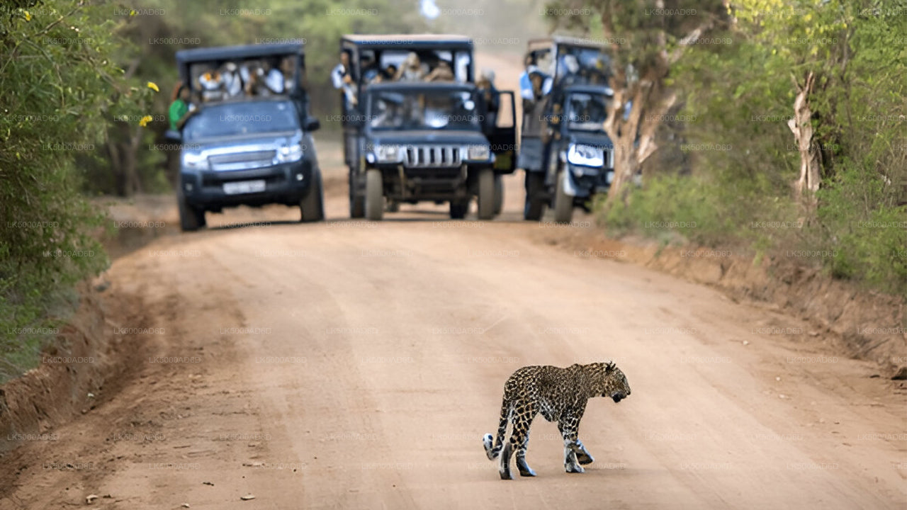 Privétour van Galle naar Ella met Yala Safari