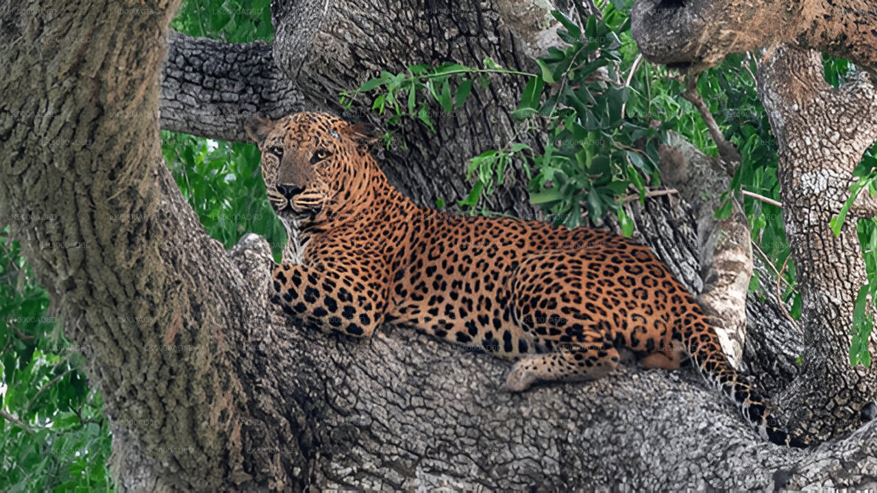 Privétour van Galle naar Ella met Yala Safari