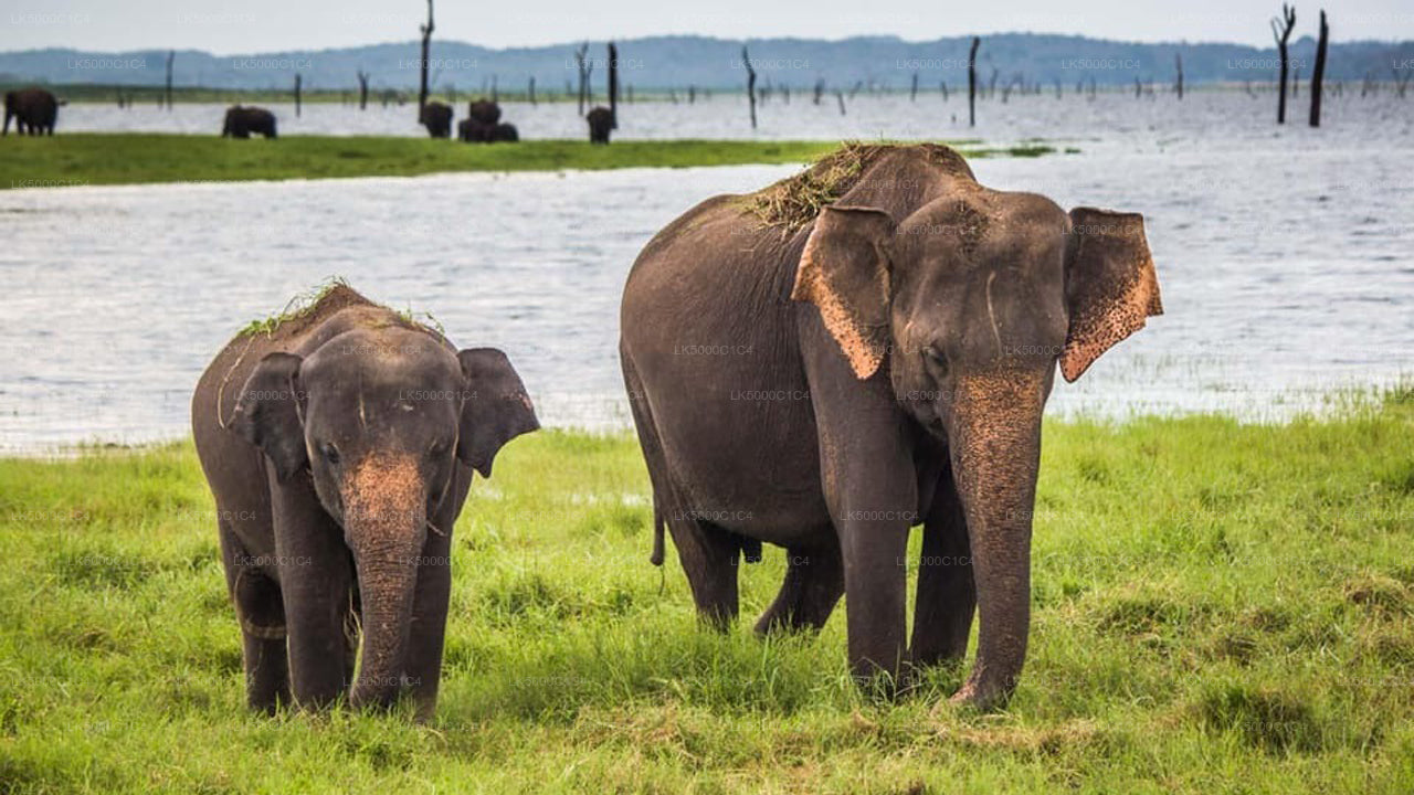 Private Tour from Ella to Hiriketiya with Udawalawe Safari