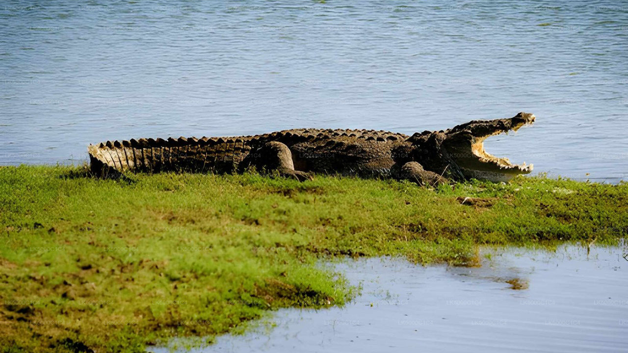 Privétour van Ella naar Hiriketiya met Udawalawe Safari