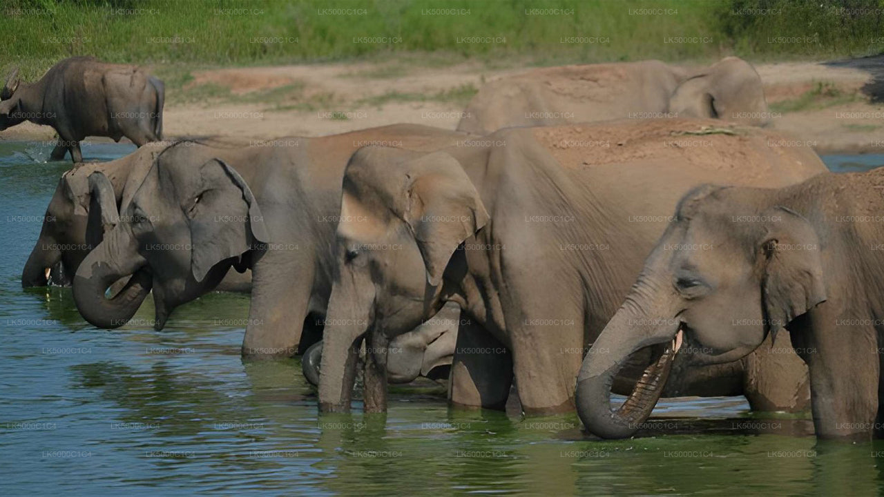 Privétour van Ella naar Hiriketiya met Udawalawe Safari
