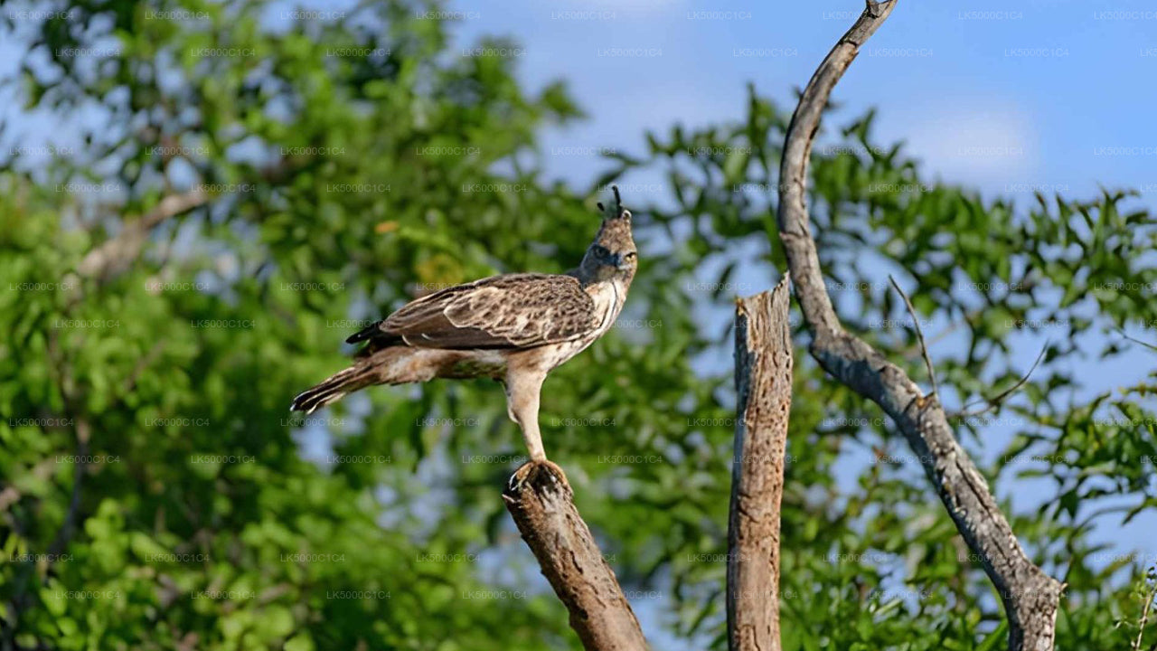 Privétour van Ella naar Hiriketiya met Udawalawe Safari