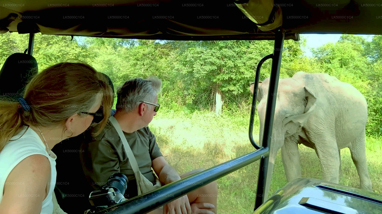 Privétour van Ella naar Hiriketiya met Udawalawe Safari