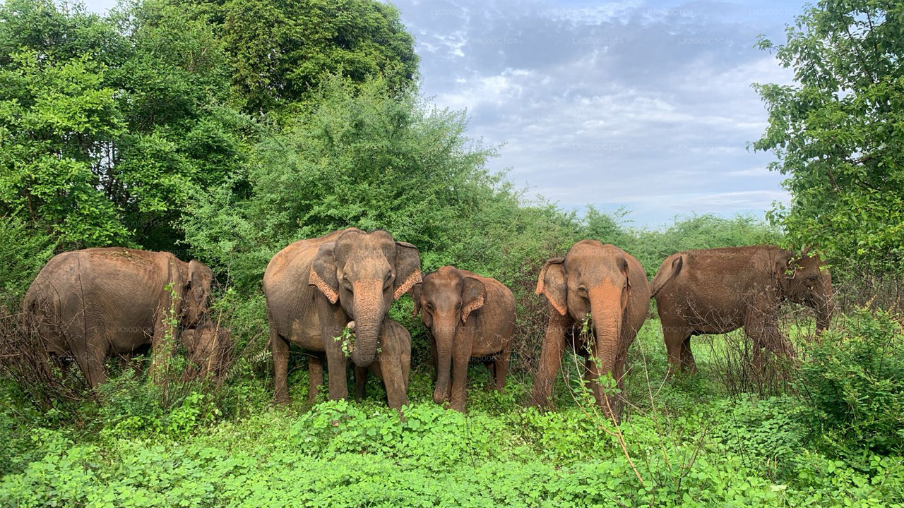 Privétour van Ella naar Hiriketiya met Udawalawe Safari