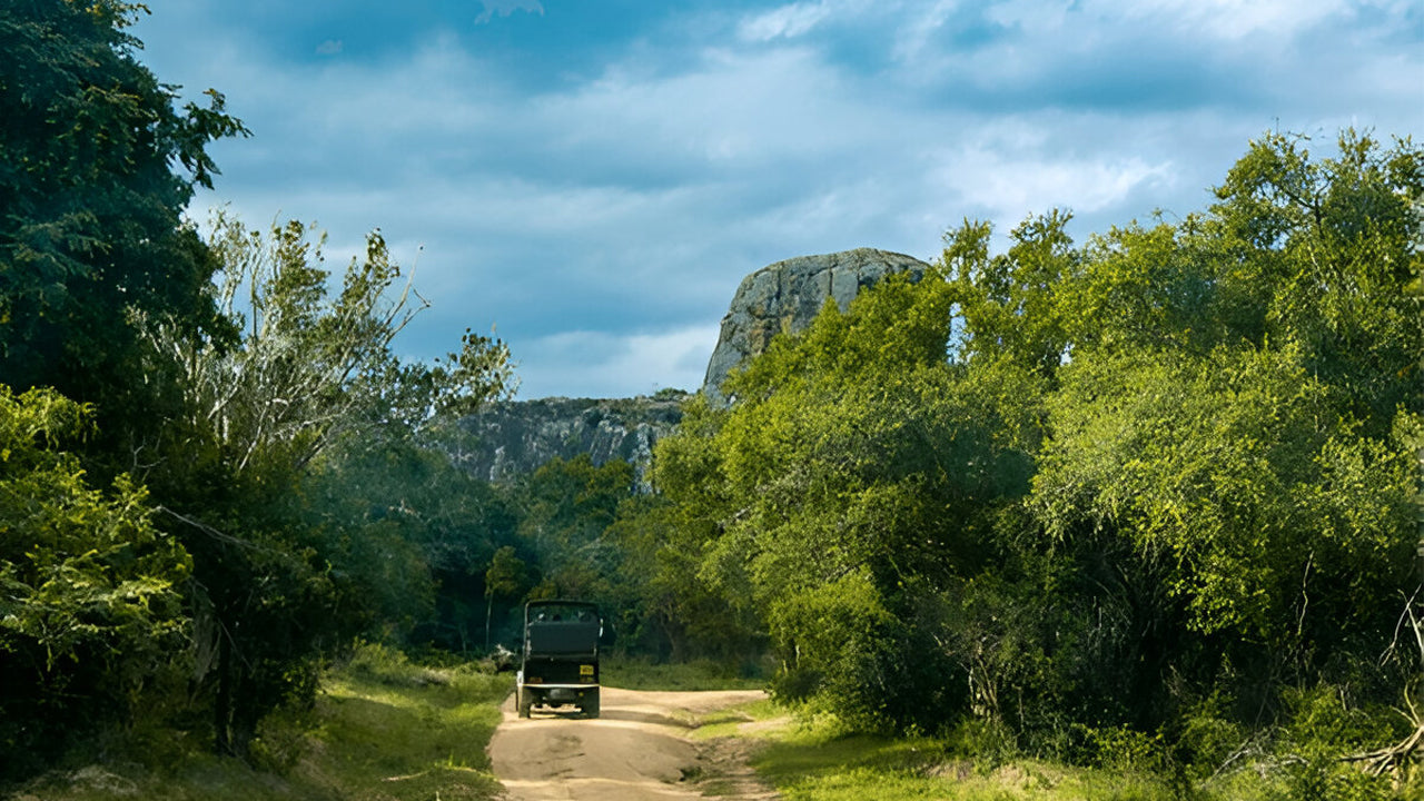 Ethische safari in Nationaal Park Yala (Blok 5)